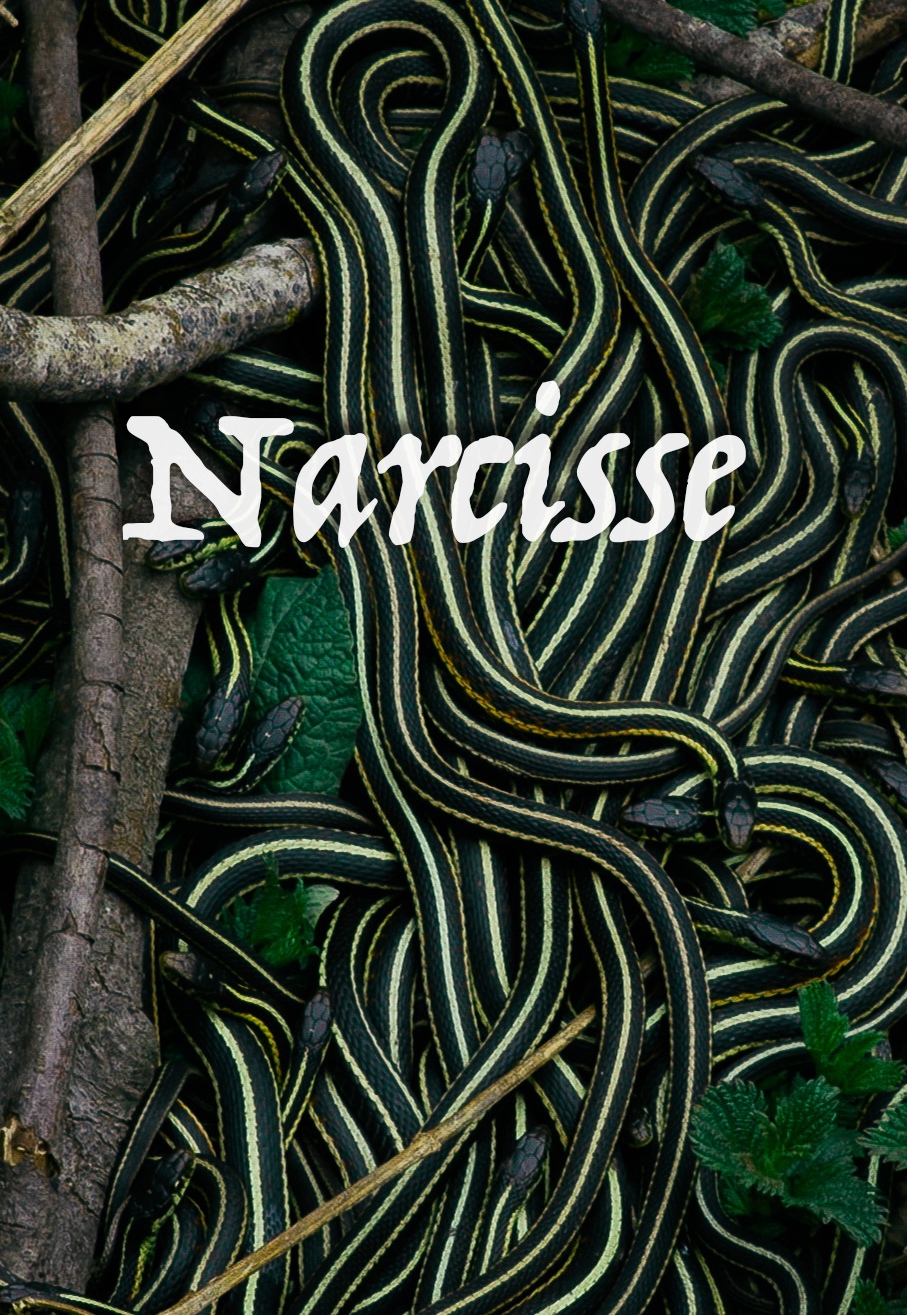 Narcisse