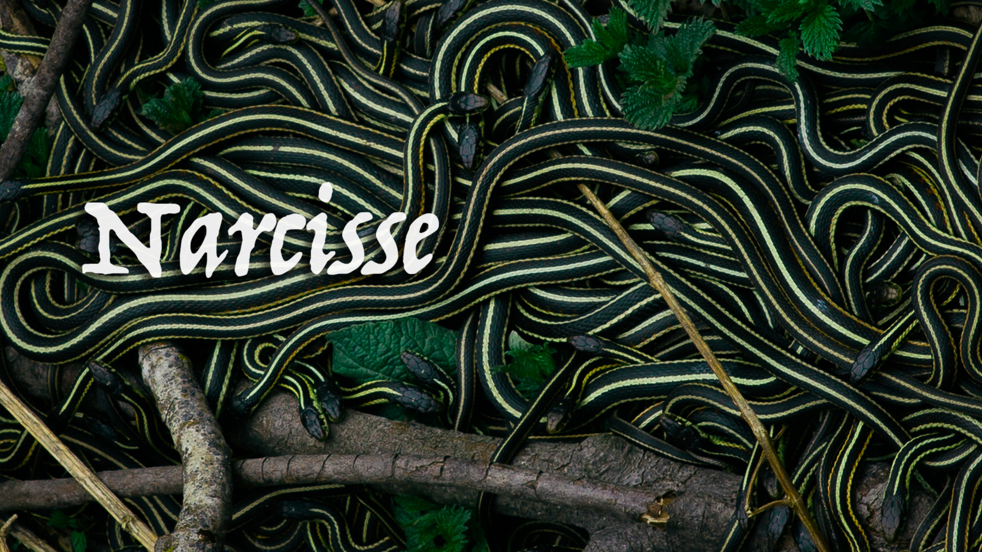 Narcisse