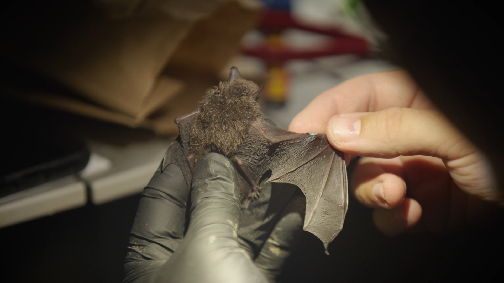 Les chauves-souris du Kootenay