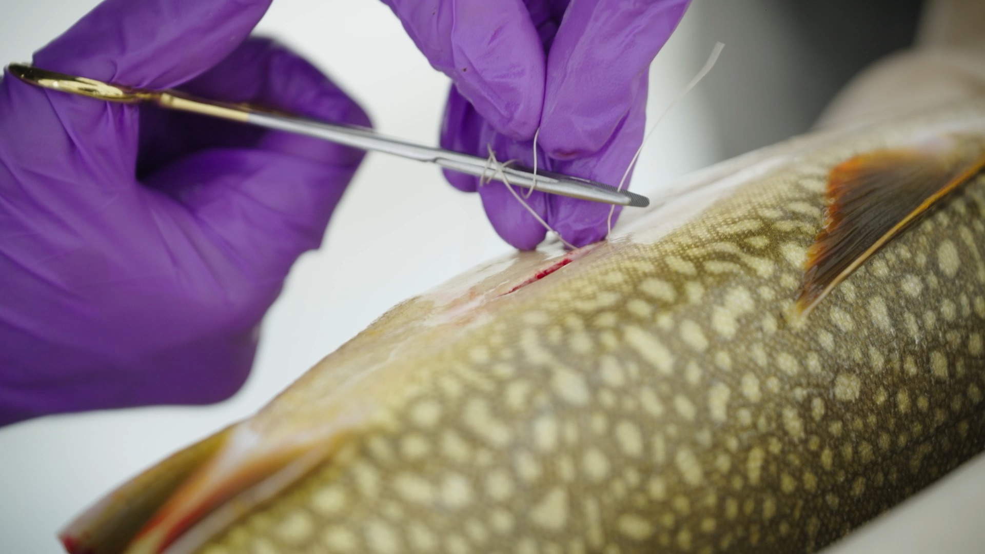 Anadrome dans le grand nord